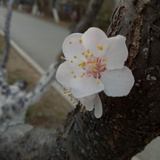 如意
