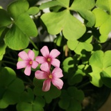 花开一枝