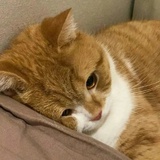希猫