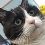 猫和咖啡