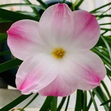liu