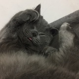 我愿像一块扣肉