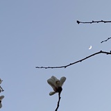 迪佳