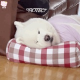 芋圆奶茶要去冰