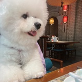 可可欣