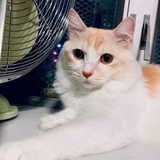 花喵猫猫猫