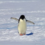 penguin