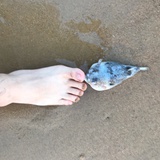 梦