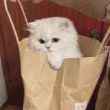 玫瑰酥