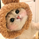 vivi