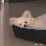 咪了个喵