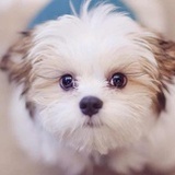 ruffee