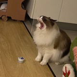 快到碗里来