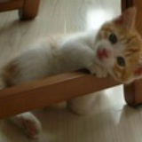 泡芙