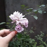 煮壹碗甜