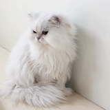 决绝子