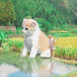 抹茶芝士
