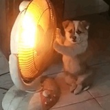兰猪拉面🍜