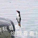 布达布达蹦