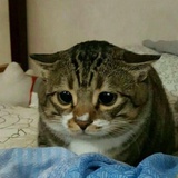 太古