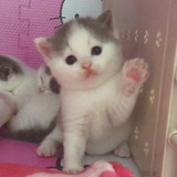 超人🐱