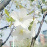 大陈的小田田
