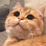 猫不肥
