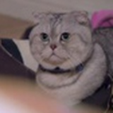 大脸猫爱吃鱼