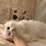 夕