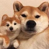 大倩咿呀咿呀哟