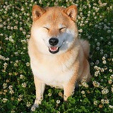 王小犬美食物语