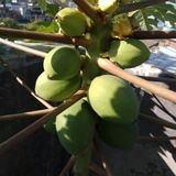 飘