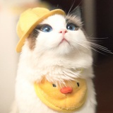喵喵喵🐱
