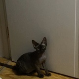 Luminita