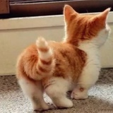 I love cats