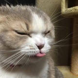 新酱咩