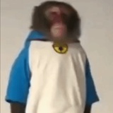 小毛驴