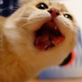 小六爱渣渣