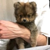 一只小狗