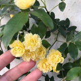 晓悦