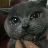 阿克苏急死