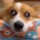 我会有猫的