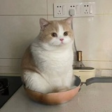 咸鱼小w