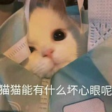 跟不上车的喵