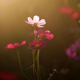 清风自来