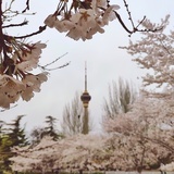 齐旺旺