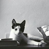 叶芝秋