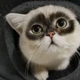 西袄诗人