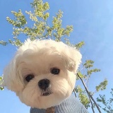 木糖醇
