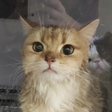 是小果子呀